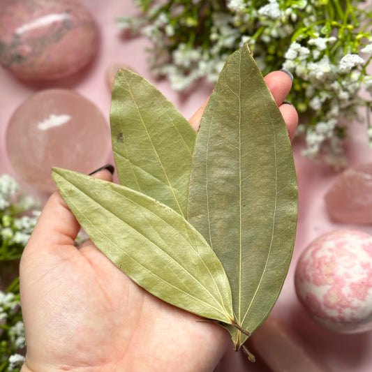 Large Bay Leaves